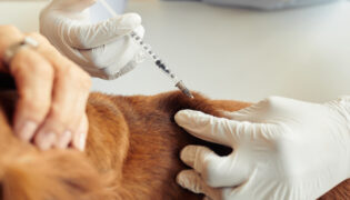 Hund bekommt eine Impfung per Spritze.