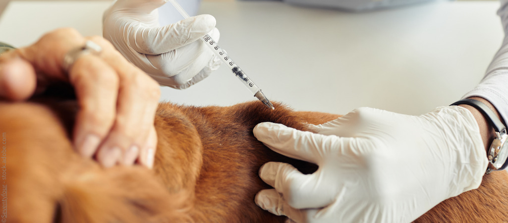 Hund bekommt eine Impfung per Spritze.