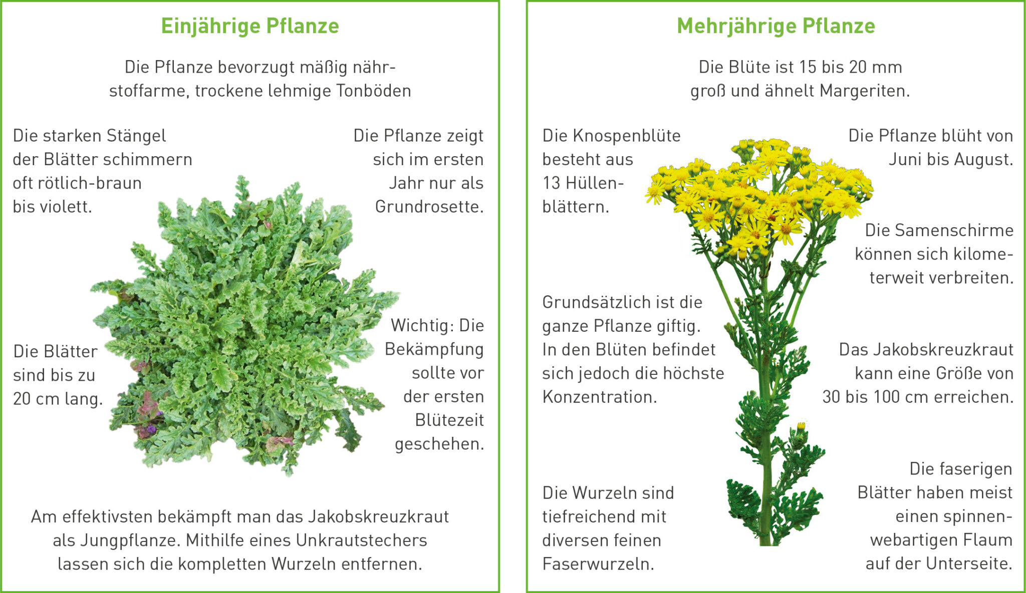 Giftpflanzen für Pferde Gefahr erkennen & verhindern Uelzener Tier