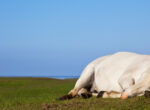 Weißes Pferd liegt tot auf einer grünen Wiese mit blauem Himmel im Hintergrund.