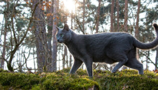 Russisch Blau Katze streift durch den Wald.