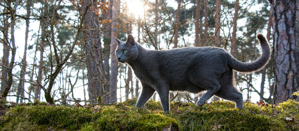 Russisch Blau Katze streift durch den Wald.