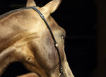 Ein Achal-Tekkiner Pferd hat ein gold / metallisch schimmerndes Fell.