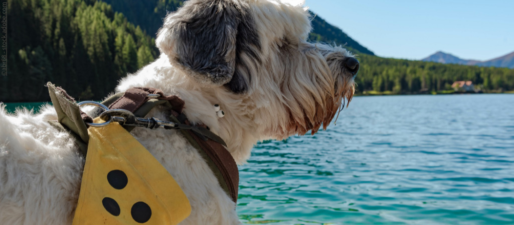 Ein blinder Hund genießt die frische Luft am See.