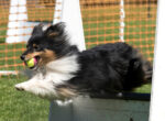Kleiner Hund mit Ball im Maul beim Flyball-Wettbewerb.