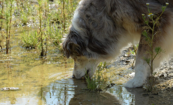 Hunde können mit Giardien infiziert werden, wenn sie aus Pfützen trinken.