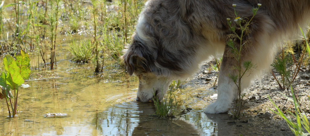 Hunde können mit Giardien infiziert werden, wenn sie aus Pfützen trinken.