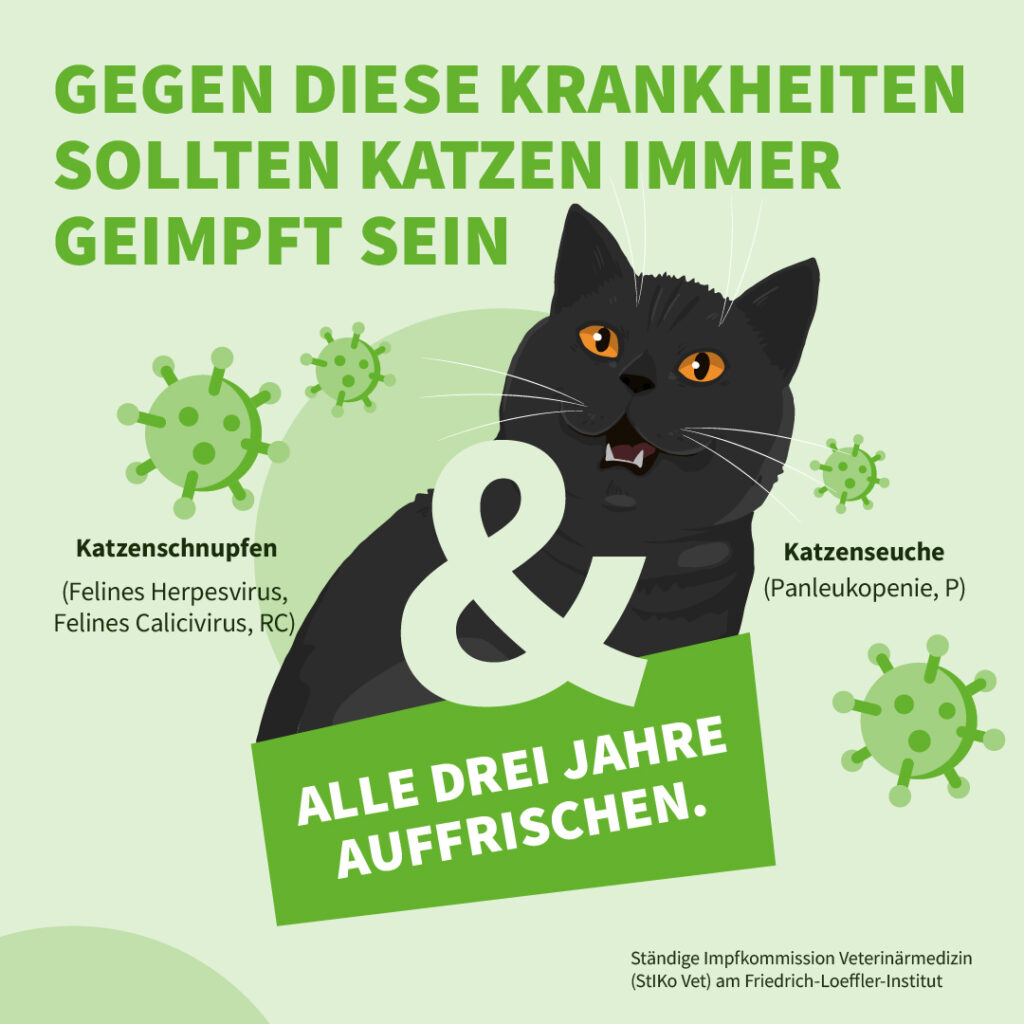 Infografik: Gegen diese Krankheiten sollten Katzen immer geimpft sein.