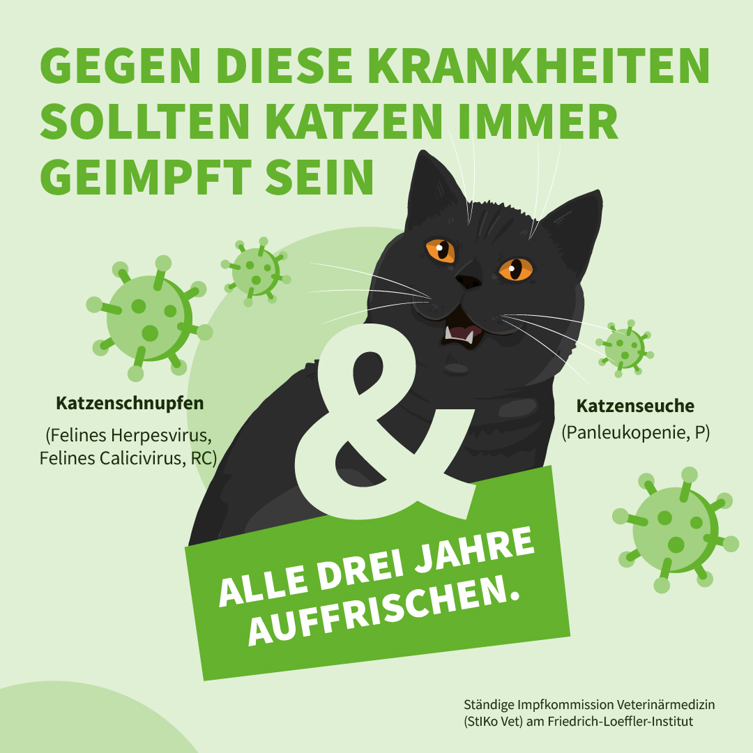 Krankheiten von Katze auf Menschen Welche sind übertragbar? Uelzener Magazin