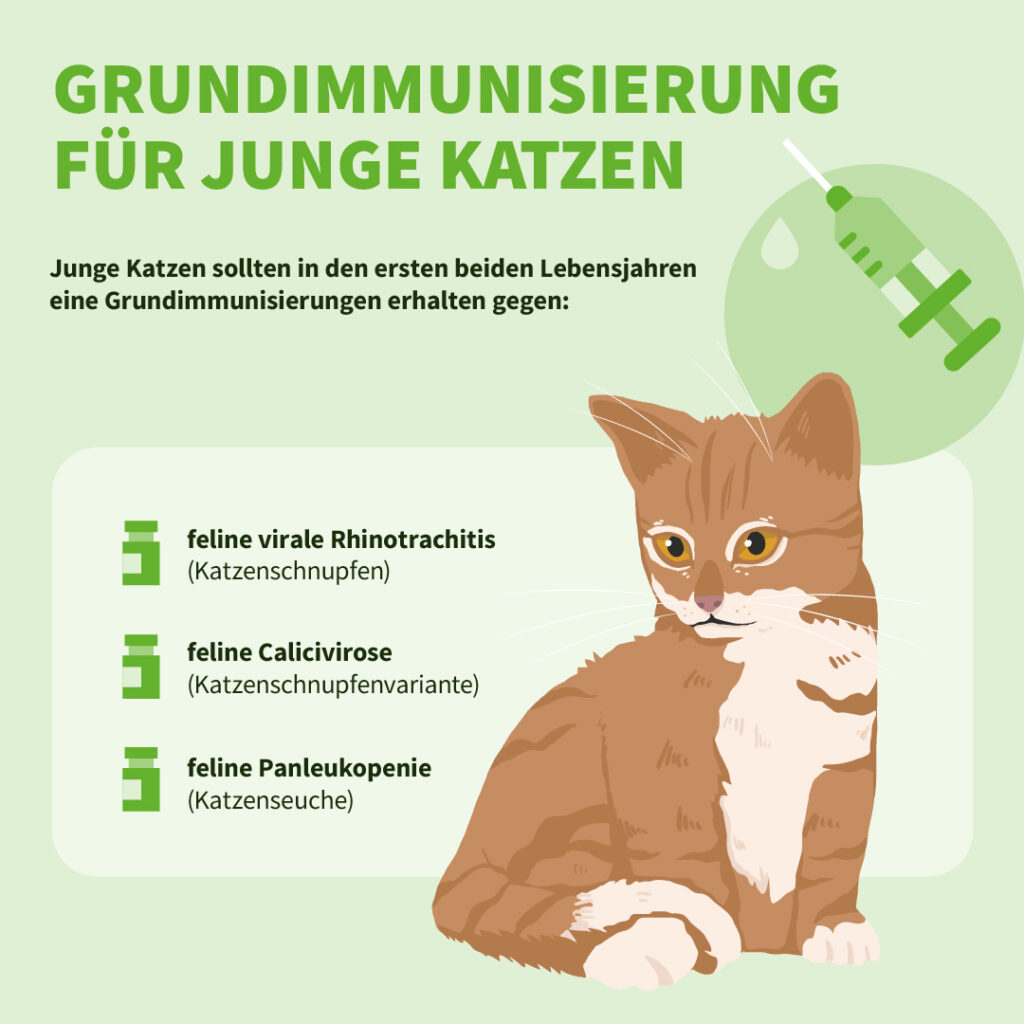 Infografik: Grundimmunisierung für junge Katzen und Kitten