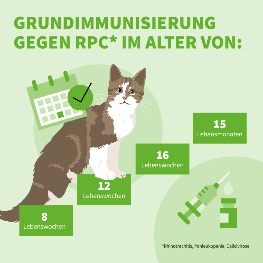 Infografik: Grundimmunisierung von Katzen gegen RPC im Alter von 8, 12, 16 Lebenswochen und 15 Lebensmonaten.