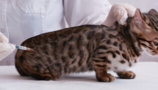 Katze bekommt Insulin-Injektion bei Diabetes.