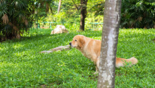 Beiger Hund verrichtet sein Geschäft im Garten hinter einem Baum.