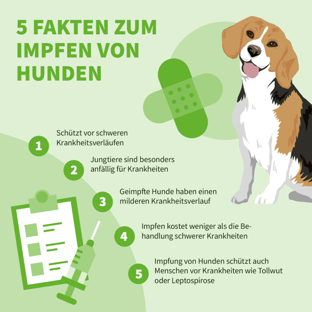 Infografik: 5 Fakten zum Impfen von Hunden.