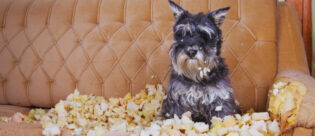 Hund zerfleddert Sofa. Haftet hier die Hundehalterhaftpflicht?