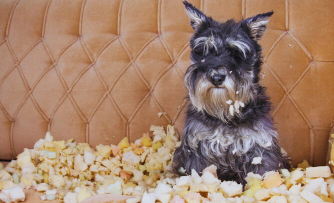 Hund zerfleddert Sofa. Haftet hier die Hundehalterhaftpflicht?