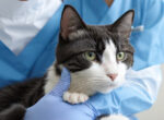 Katze wird beim Tierarzt auf Schilddrüsenüberfunktion untersucht. (KI-generiertes Bild: Katze auf dem Arm eines Arztes)