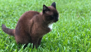 Katze verrichtet auf grünem Rasen ihr Geschäft.
