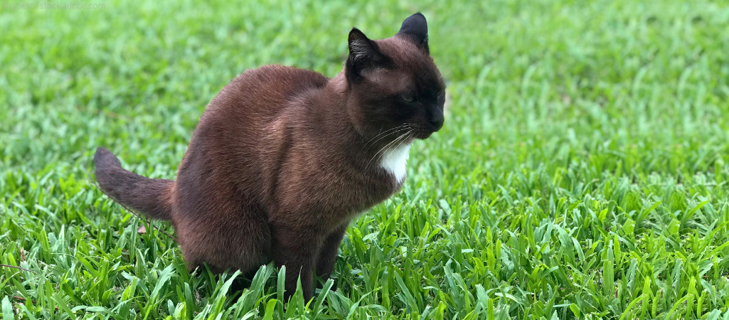 Katze verrichtet auf grünem Rasen ihr Geschäft.