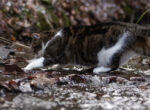 Katzen läuft vorsichtig durchs Wasser eines kleinen Baches.