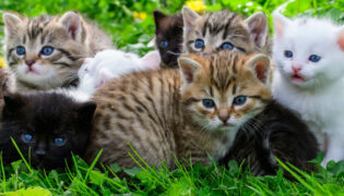 Wie zieht man Katzenbabys auf? Im Artikel alles über die Entwicklung von Kätzchen.