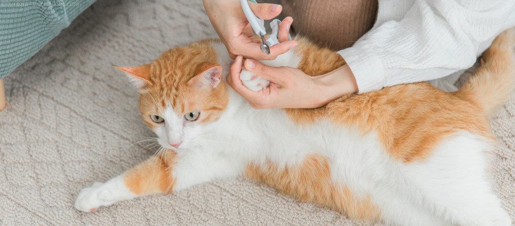 Krallen schneiden bei der Katze: So geht es richtig – Uelzener Magazin