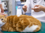 Orangene Katze auf Untersuchungstisch in der Tierarztpraxis.