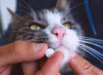 Katze bekommt Antibiotika verabreicht.