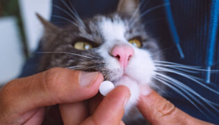 Katze bekommt Antibiotika verabreicht.