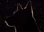 Hund sitzt draußen im Dunkeln. Kann er im Dunkeln sehen?