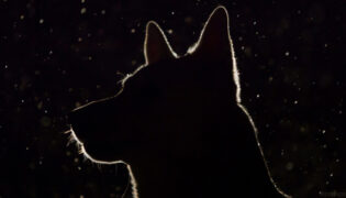 Hund sitzt draußen im Dunkeln. Kann er im Dunkeln sehen?