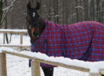 Eingedecktes Pferd steht in verschneiter Landschaft.