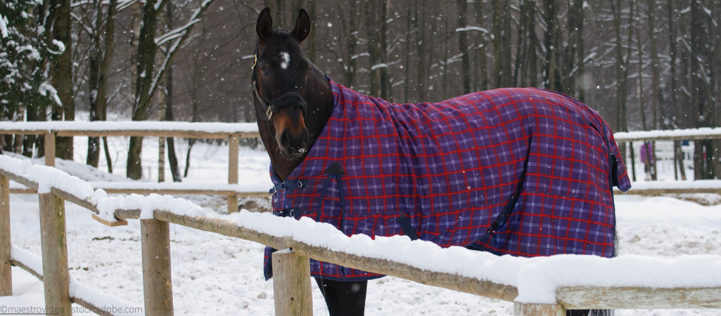 Eingedecktes Pferd steht in verschneiter Landschaft.