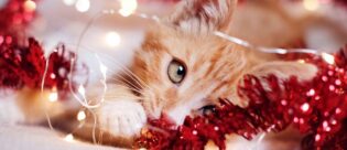 Katze spielt mit Weihnachtsdeko