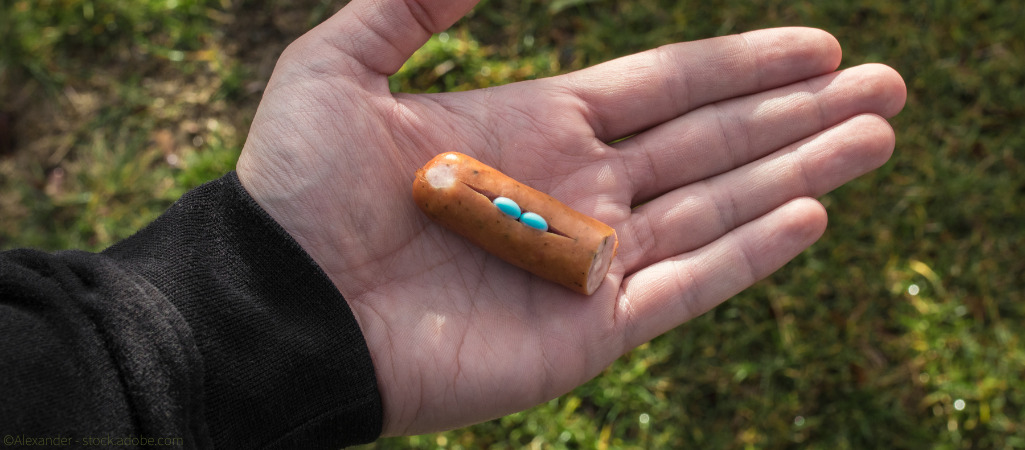 Giftköder für Hunde: Ein Stück Wurst mit Tabletten gespickt.
