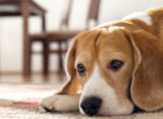 Ein Beagle schaut unglücklich. Hat er Depressionen?