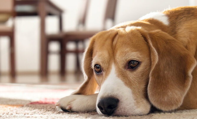 Ein Beagle schaut unglücklich. Hat er schlechte Laune?