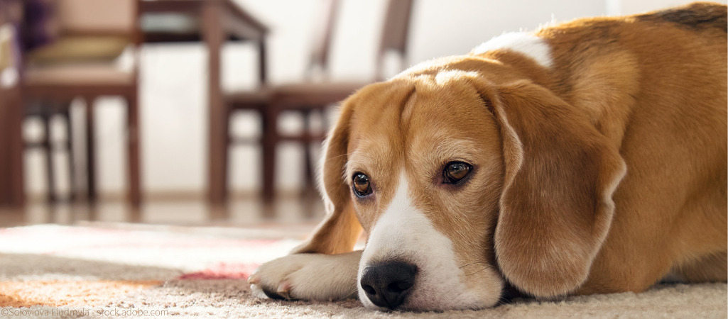 Ein Beagle schaut unglücklich. Hat er Depressionen?