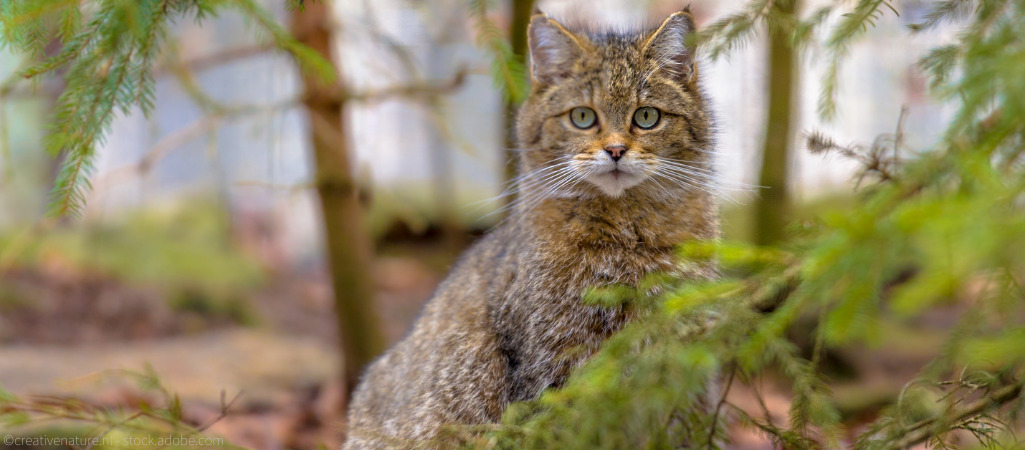 Eine Europäische Wildkatze im Wald.