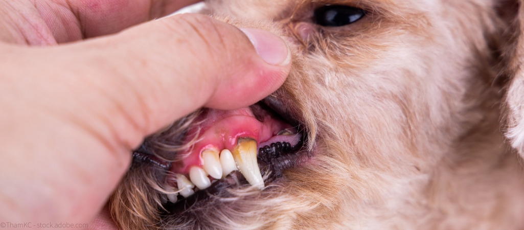 Hund mit Zahnstein wird untersucht.