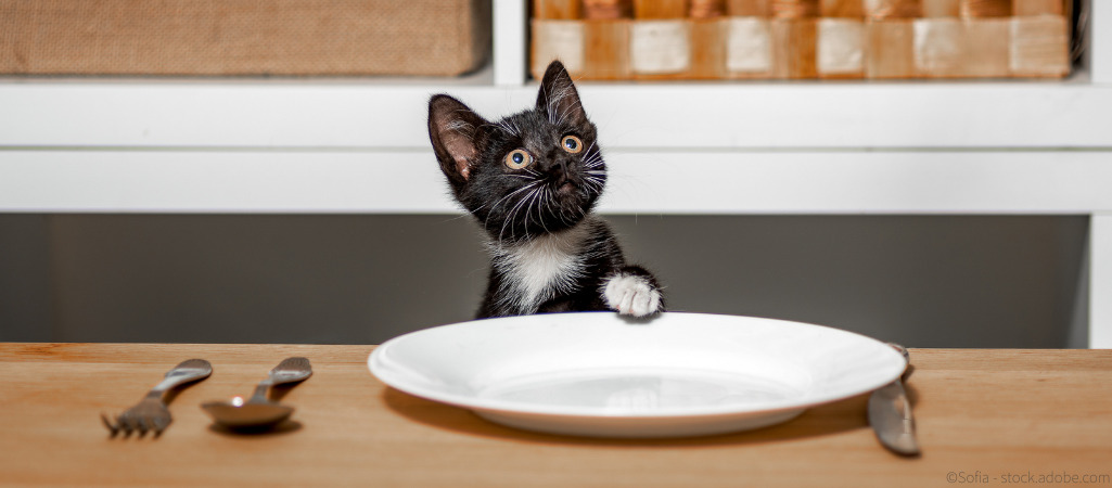 Katze schaut traurig vom leeren Teller hoch.