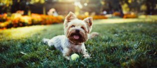 Kleiner Hund liegt auf Wiese