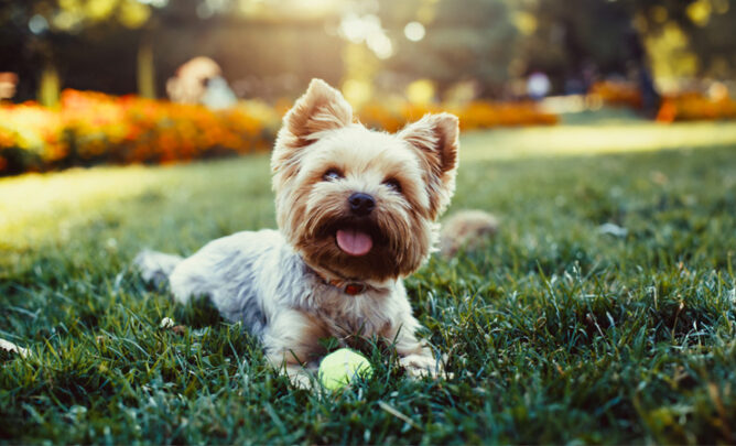 Kleiner Hund liegt auf Wiese