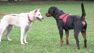 Zwei Hunde, einer mit Halsband, der andere mit Hundegeschirr.