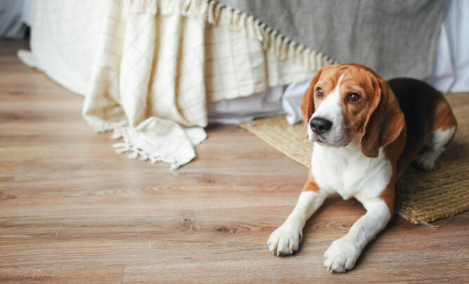 Ein Beagle sitzt alleine im Wohnzimmer.