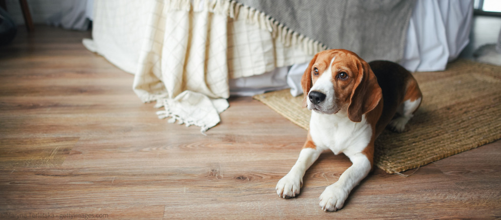 Ein Beagle sitzt alleine im Wohnzimmer.