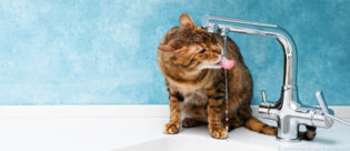 Katze mit Niereninsuffizienz trinkt aus dem Wasserhahn.