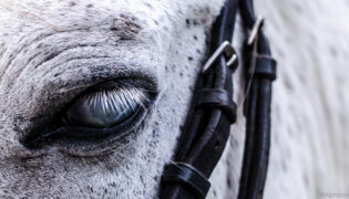 Blindes Pferd.