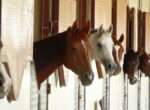 Pferde im Stall.