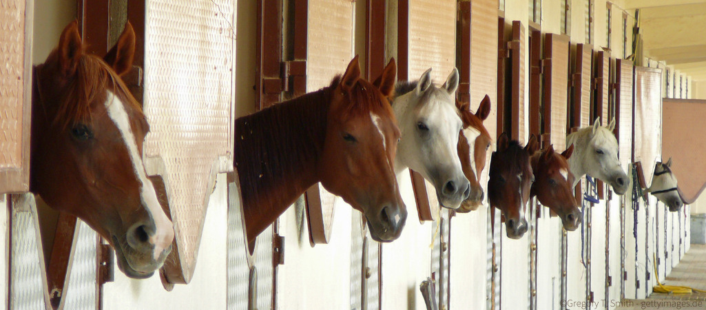 Pferde im Stall.